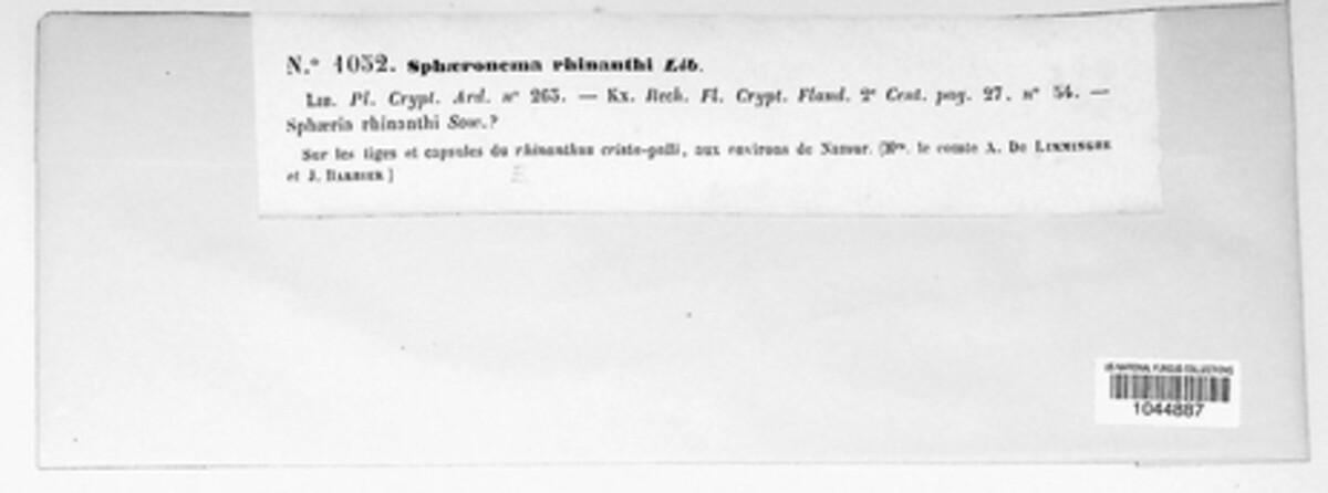 Phomopsis rhinanthi image